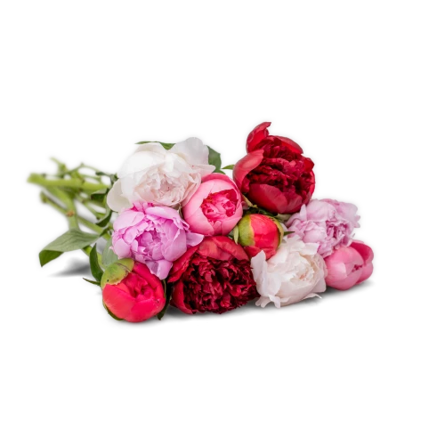 Peonies on request
